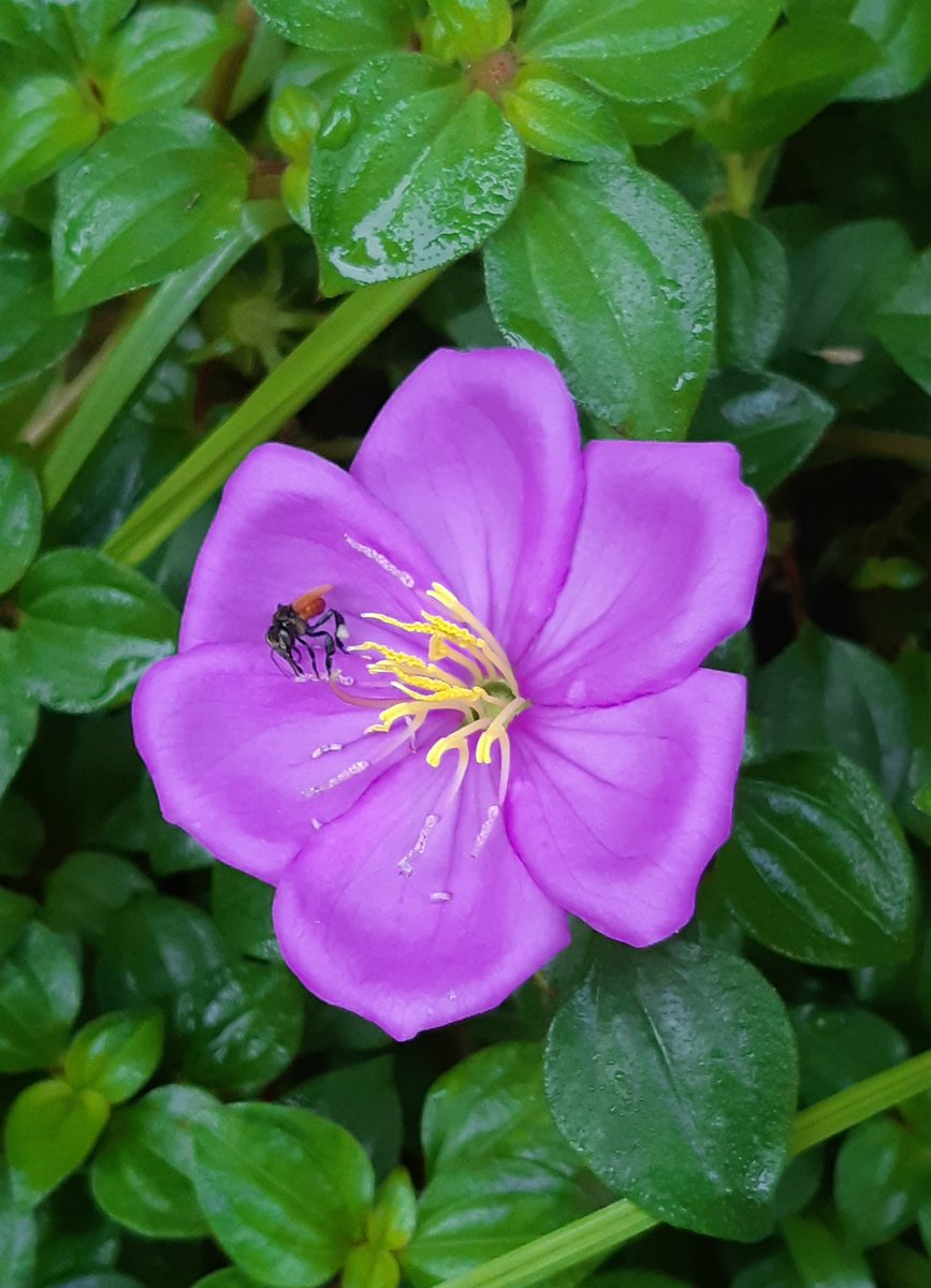 AzizDayang's tweet photo. #Beautiful #Flower #IntenseColour #HavenResort #Ipoh #Perak #Throwback 8 December 2019 https://t.co/qADxCigbH7