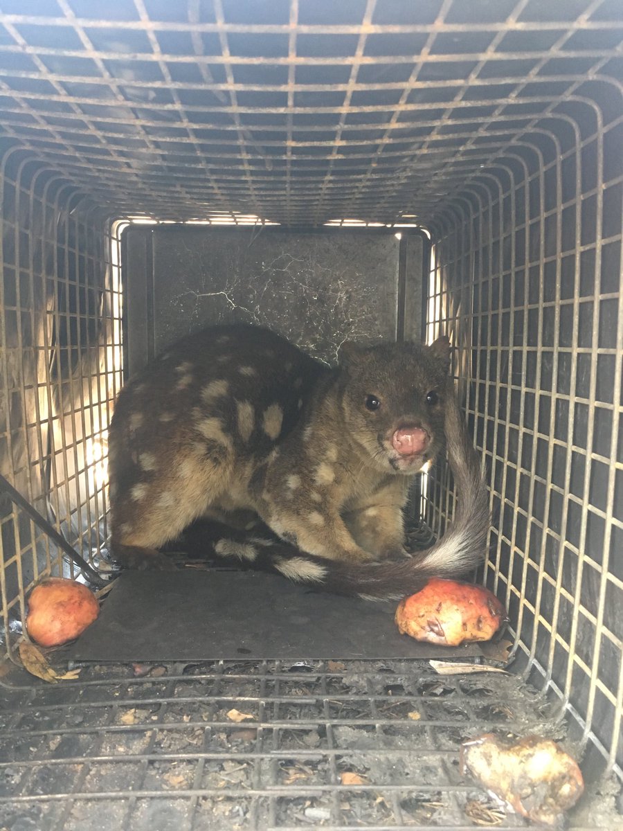 Guy Ballard tweet media