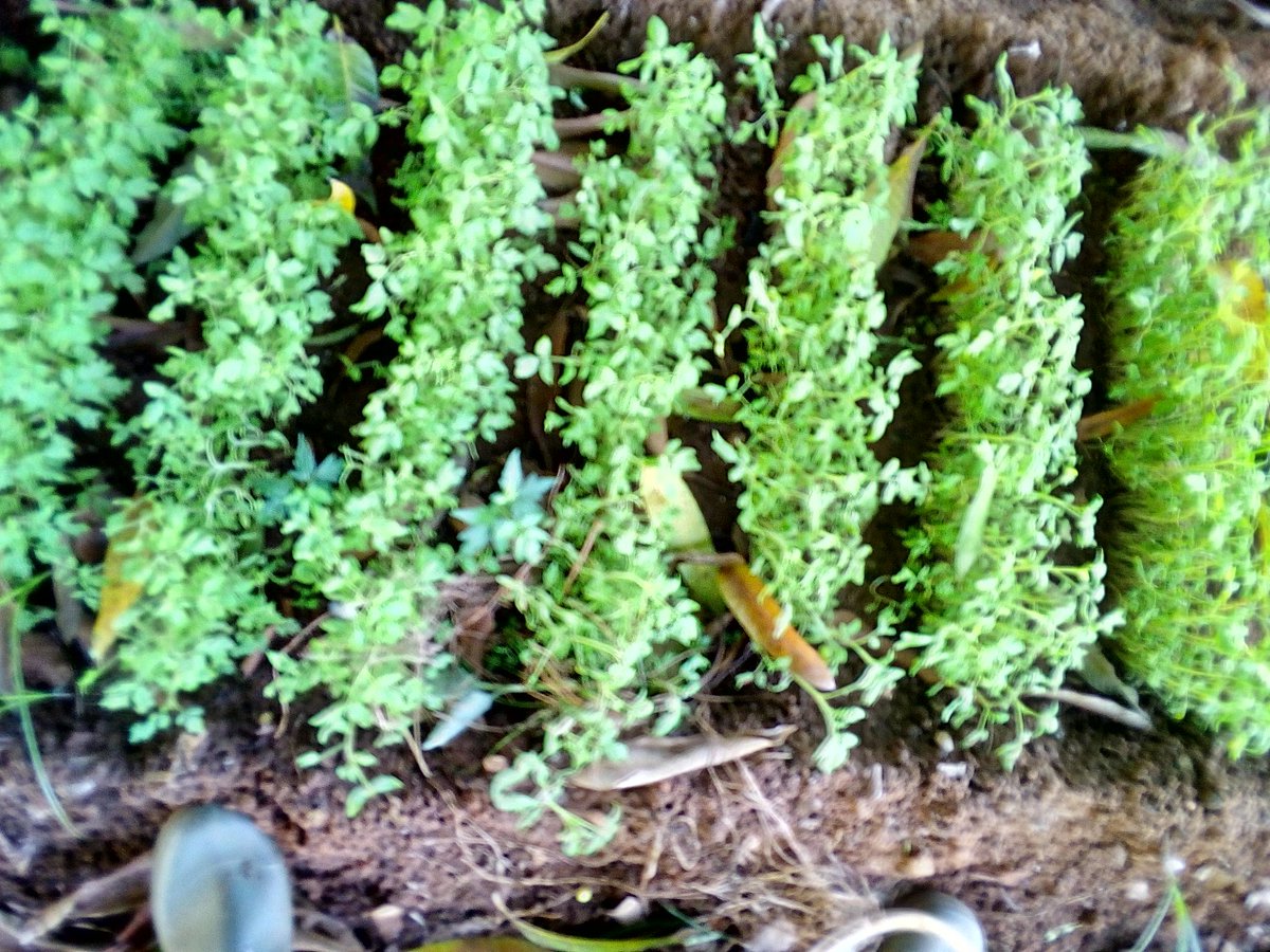 elhadjham's tweet photo. Former la #Jeunesse #Togo-laise au métier de l' #Agriculture #Bio. Nous utilisons le #MoreForLess.
#FAO
#PAM
#MAPAH
#PND_TOGO
#MIFA
#PNUD_TOGO. https://t.co/56JYGJ9jHq
