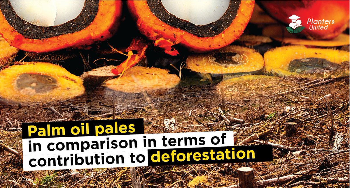 plantersunited's tweet photo. PhD student on the Science and Solutions for a Changing Planet, Joss Lyons-White said that when it comes to deforestation, cattle and beef is responsible for around 70% of the tropical deforestation rates.

#LoveMYPalmOil #PalmOil #Malaysia #PlantersUnited #BapakAkuPeneroka https://t.co/5Fe9F1gk2a