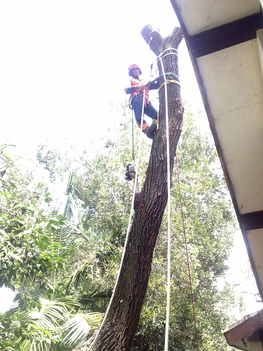 Complete Tree Experts (@experts_tree) / Posts / X