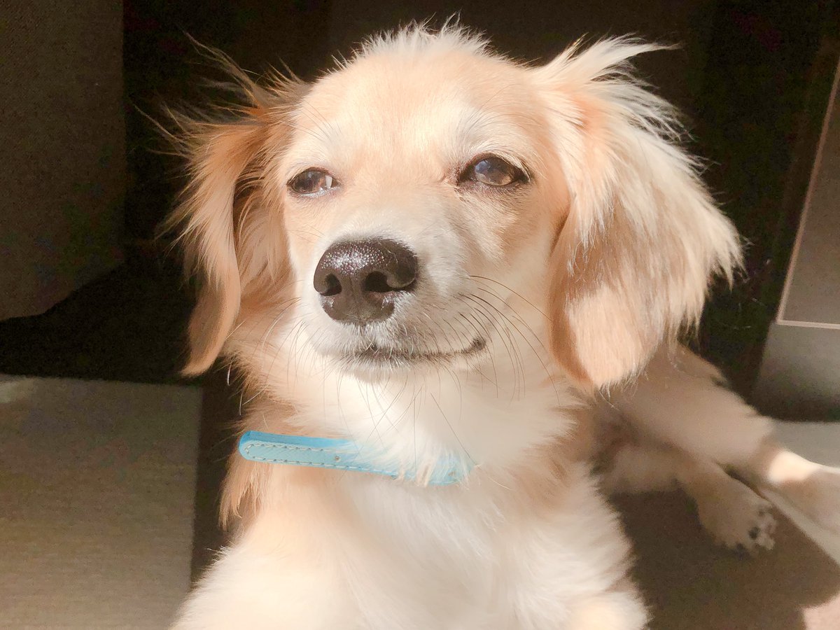 marine_06_06's tweet photo. 我が家の犬、名前の由来がルイゾワなんだけど完全に一致してるやん https://t.co/0l2wU9rEbO