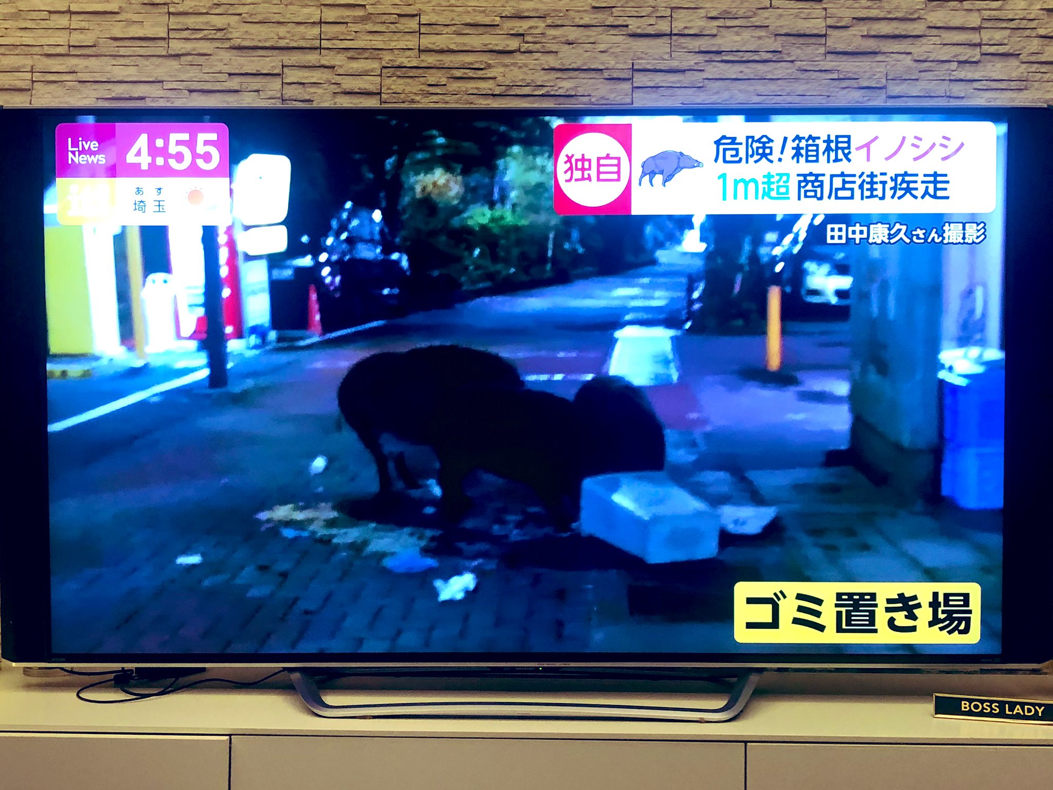 ダレノガレ明美 イノシシの居場所をとってしまってるのは 人間だよね 悲しいね 食べるものがないから街に行くしかないのよね イノシシだって人間の住む街に行きたいわけじゃないはず だから 危ないけれども イノシシを殺さないでほしいな
