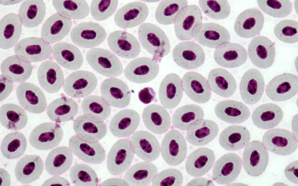 AMacedaVeiga's tweet photo. About to submit a ms on basic fish biology thanks to the help of #AnnaMateos. 1st ms of a 3rd year undergraduate student expanding my PhD work on fish #haematology #Ecophysiology #SettingTheFoundations #UnknownBasicFishBiology
#AllDropsOfKnowledgeCount https://t.co/u7WzHP0fPL