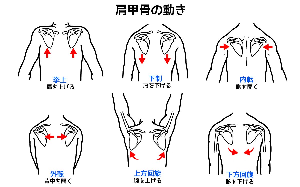 Uzivatel Hide パーソナルジム3店舗経営 Na Twitteru 肩甲骨には6つの動きがあるので意識してストレッチするとさらに効果的 挙上 肩をすくめる 下制 肩を落とす 内転 肩甲骨を寄せる 胸を張る 外転 腕を前に伸ばす 肩を巻く 上方回旋 バンザイする