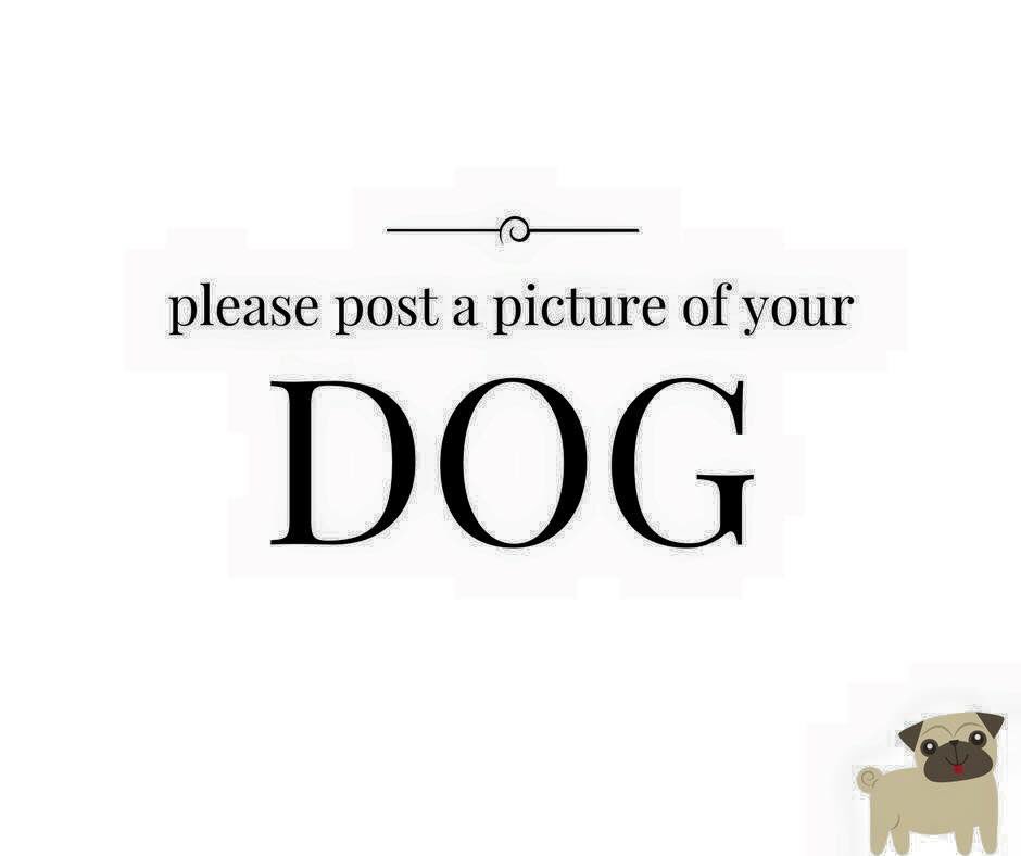 n0peeeeee's tweet photo. *PLEASE REPLY W ANY PET PICS*😊😍😍😍 https://t.co/DRx7LJgkz0