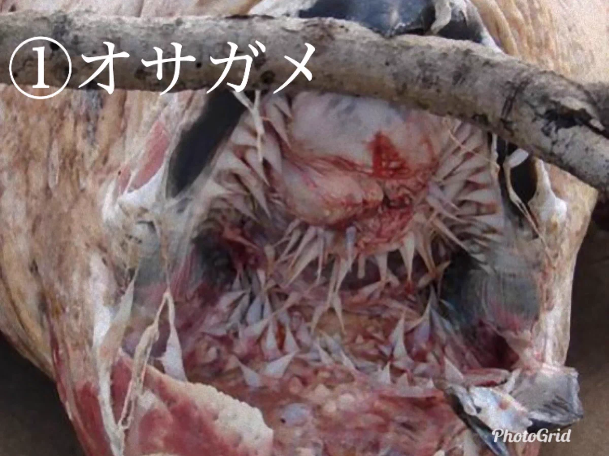 動物たちの口の中って思ったより結構怖い・可愛い顔からは想像できない！！