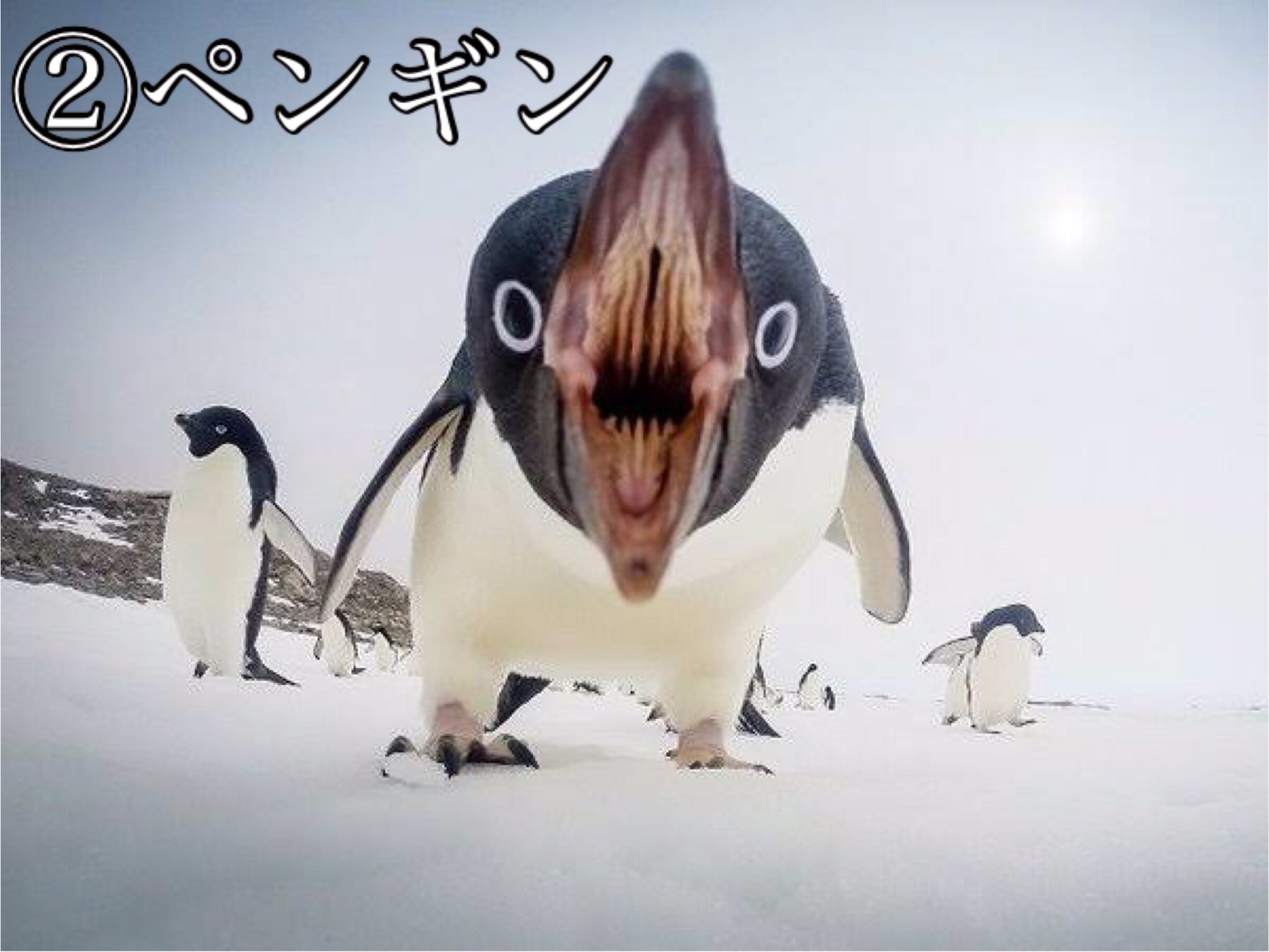 それいけ あっきーくん 本垢 𒅒真夏のフォロバ企画𒅒32 33 閲覧注意 口の中が恐ろしすぎる動物達 T Co Iyer06uchu Twitter
