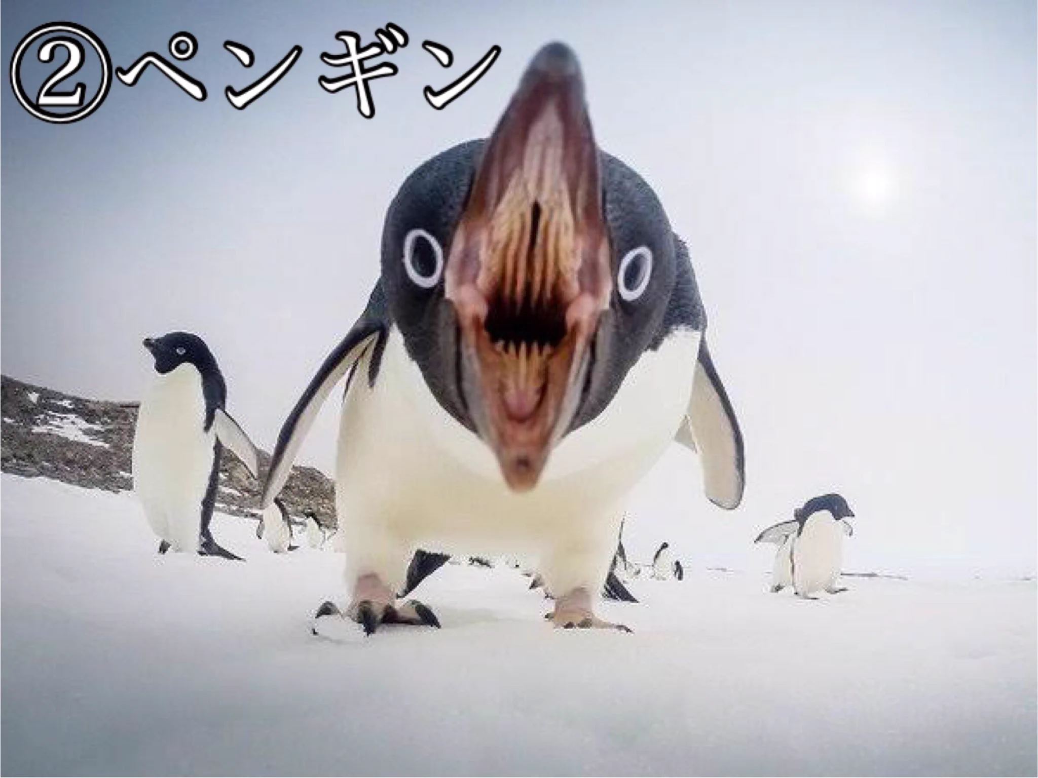 動物たちの口の中って思ったより結構怖い・可愛い顔からは想像できない！！