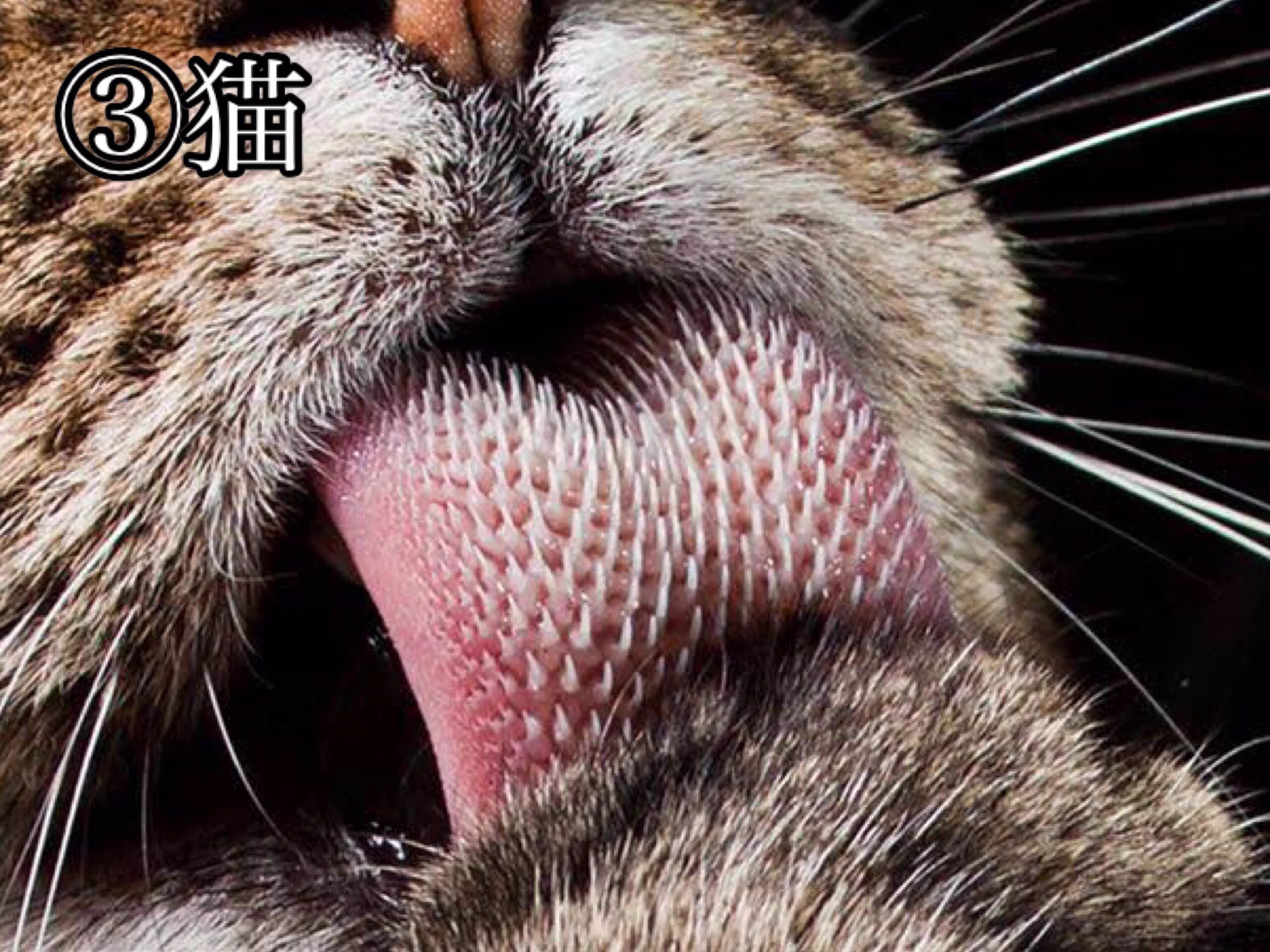 動物たちの口の中って思ったより結構怖い・可愛い顔からは想像できない！！