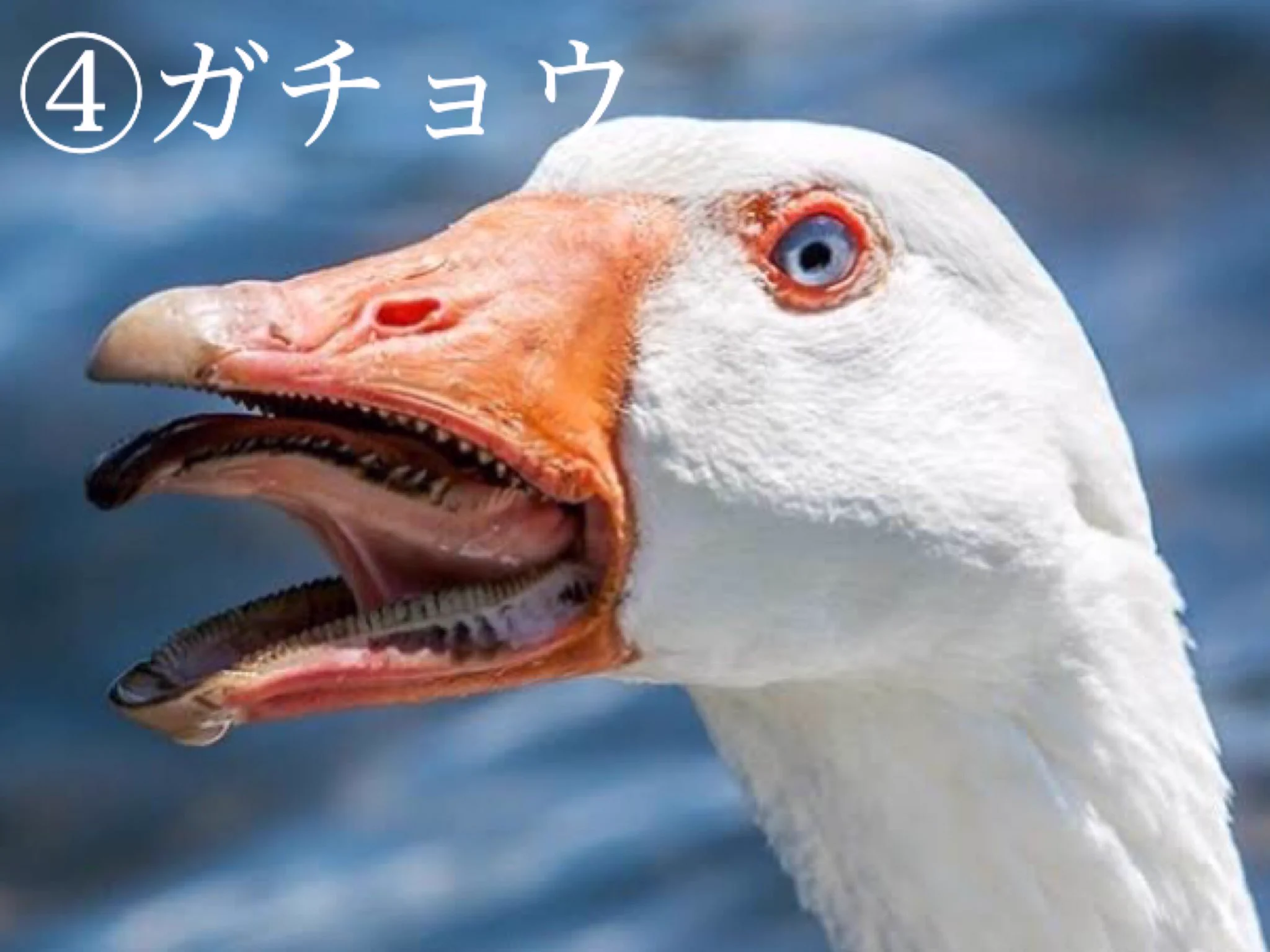 動物たちの口の中って思ったより結構怖い・可愛い顔からは想像できない！！