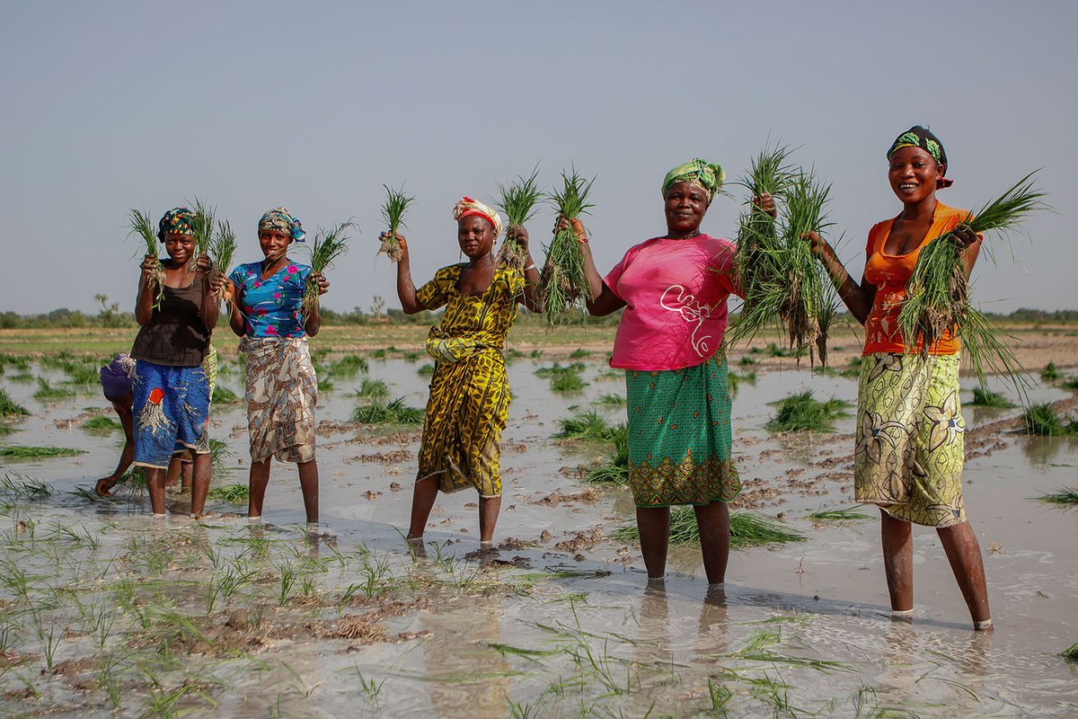 Comment permettre la participation entière des femmes à la sécurité alimentaire dans les pays en développement? Notamment par des lois et politiques rapprochant le droit formel du droit coutumier sur la  propriété foncière. 
👉bit.ly/2E71GSF