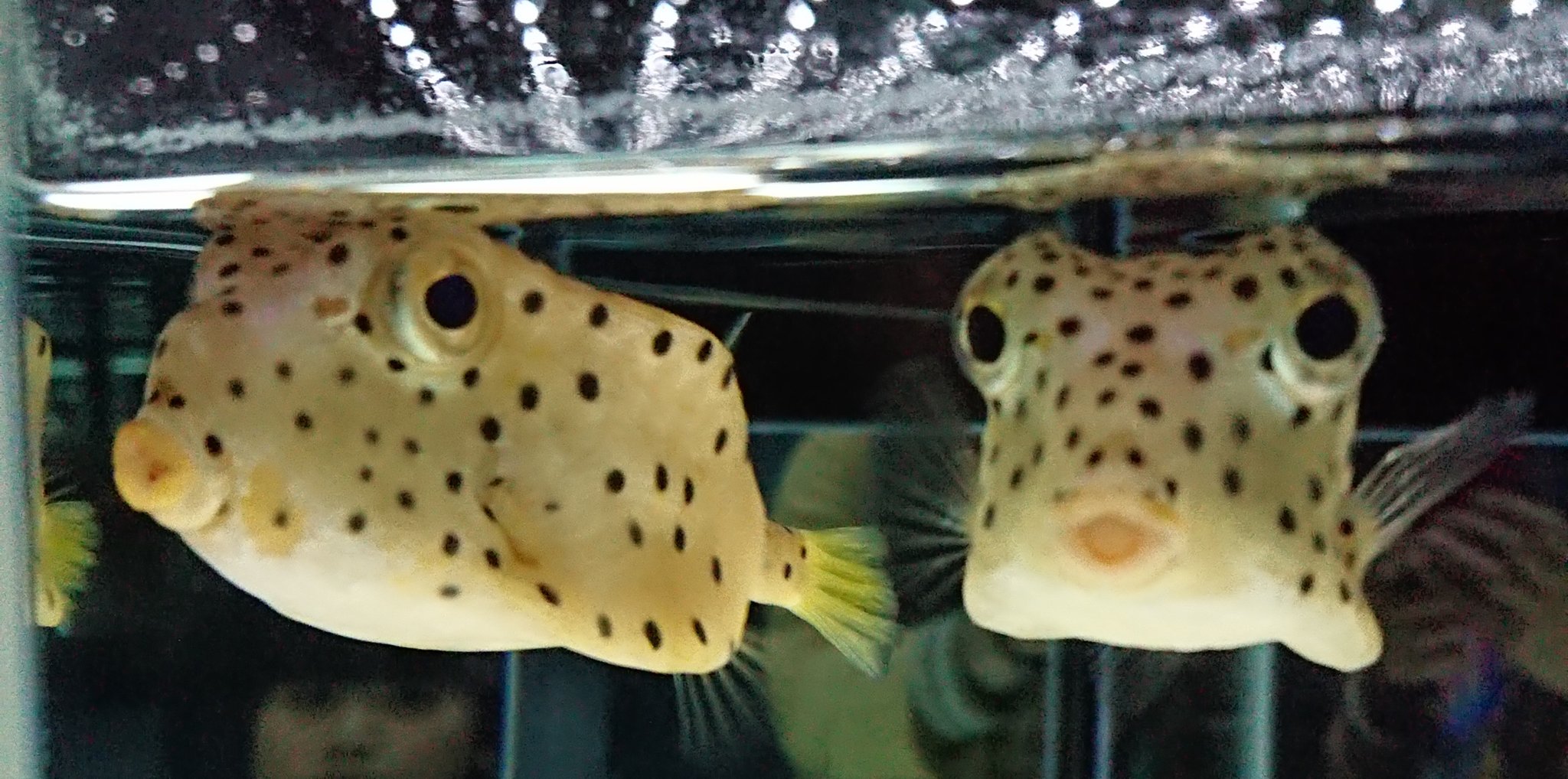 Kikusada Tanagocoro 菊間瓦工芸師 はこふぐ かわいい ニフレル ハコフグ 萌え 水族館 T Co R9ypxd6vz3 Twitter