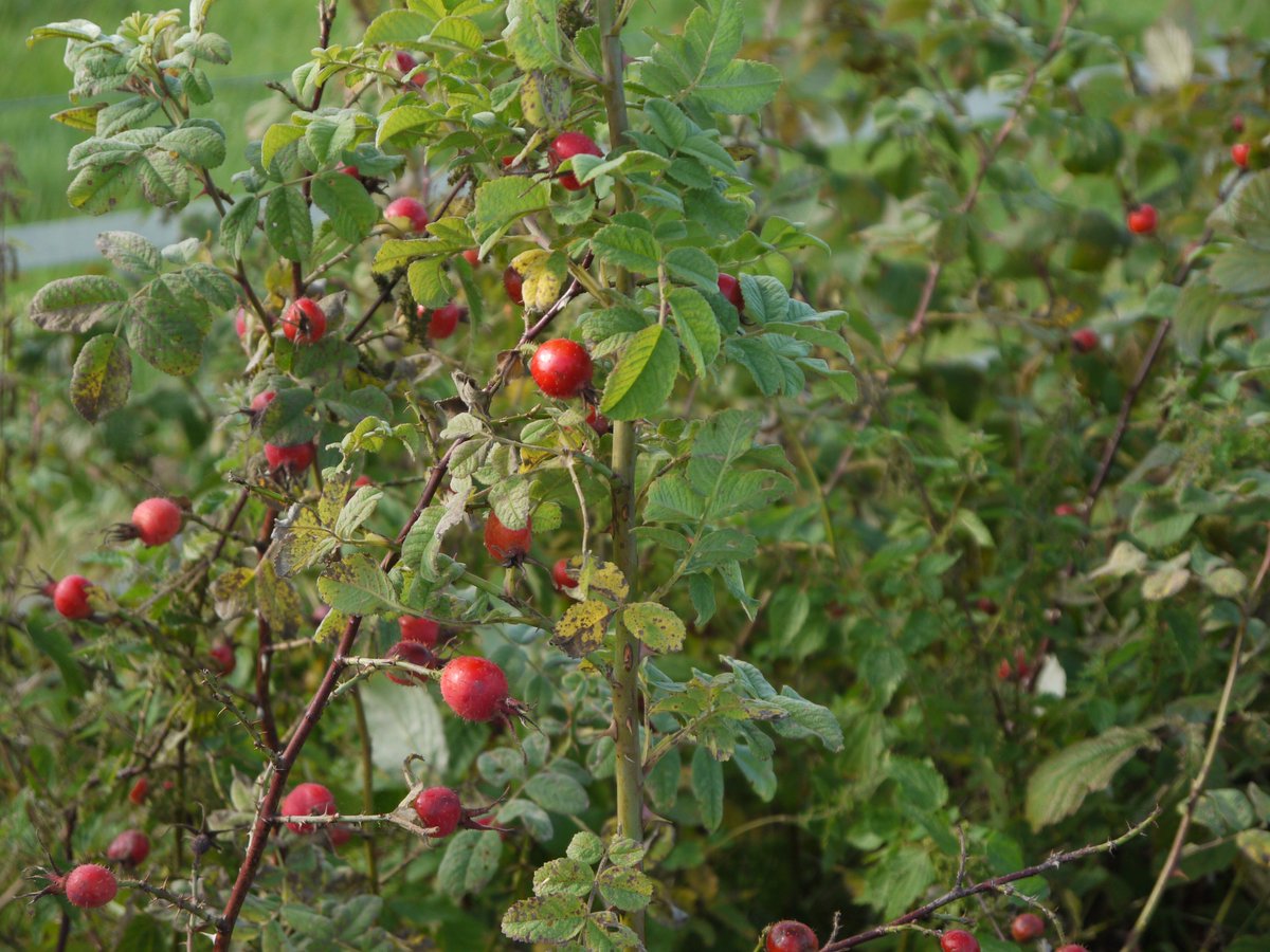Träd och buskar är värdefulla element för biologisk mångfald i jordbrukslandskapet. Ett nytt faktablad om värdet och skötseln av buskar, träd och häckar finns nu på jordbruksverkets hemsida: webbutiken.jordbruksverket.se/sv/artiklar/ov… #jordbruksverket