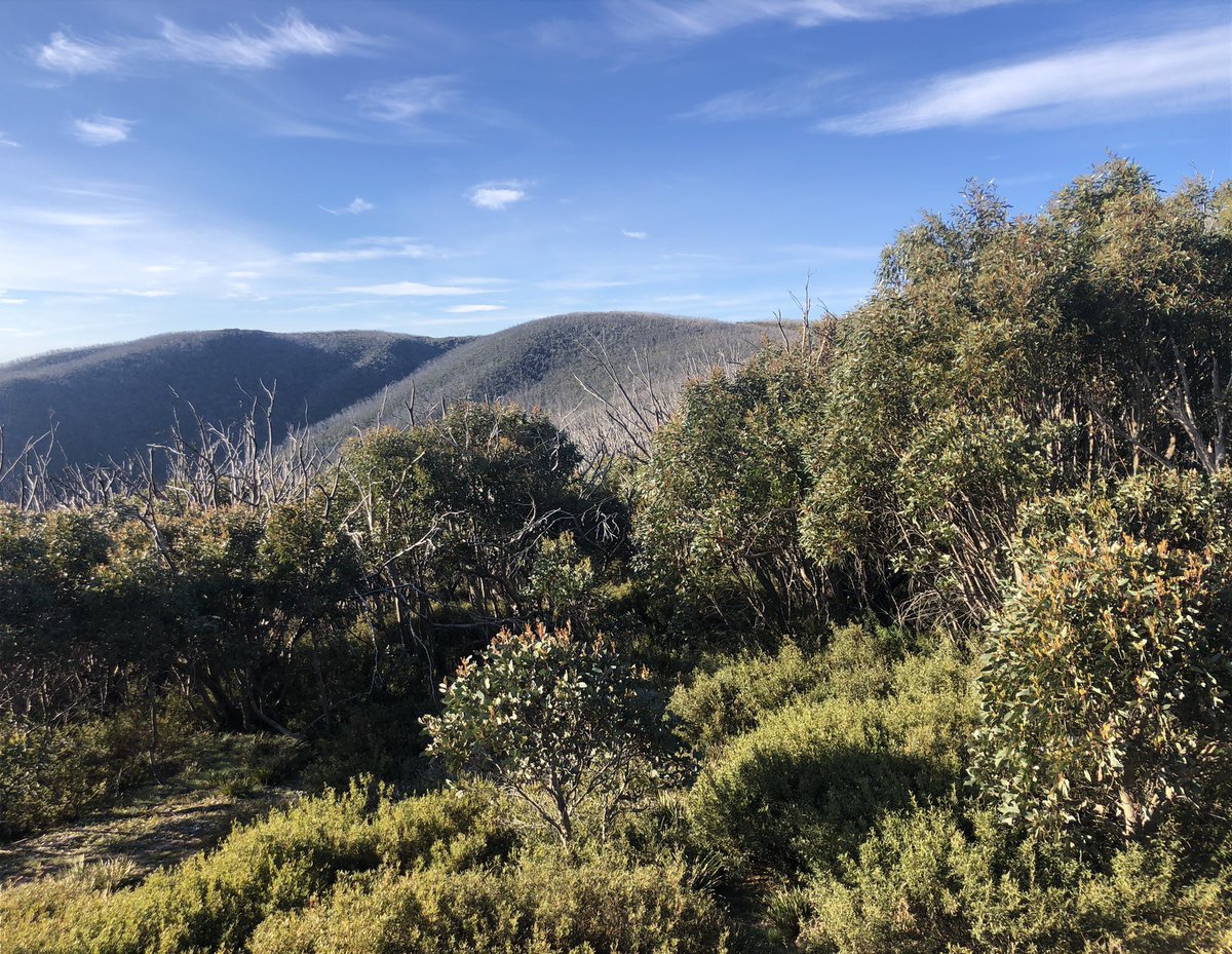 Terrific reception tonight. May be nothing next few days so worry not. Here’s tonight’s campsite and the view from behind the snowgums. Shrub is alpine mint just starting to flower. Like going to sleep in the Mentos factory!  #AAWT