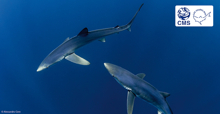 leclercfl's tweet photo. Top #biodiversity story: @BonnConvention: 'The Advisory Committee to the @SharksMOU #SharksAC3 has kicked off today in @UNBonn bonn to discuss conservation of #migratorysharks ' https://t.co/soJCYlVwhE, see more https://t.co/VoWb2hacMY