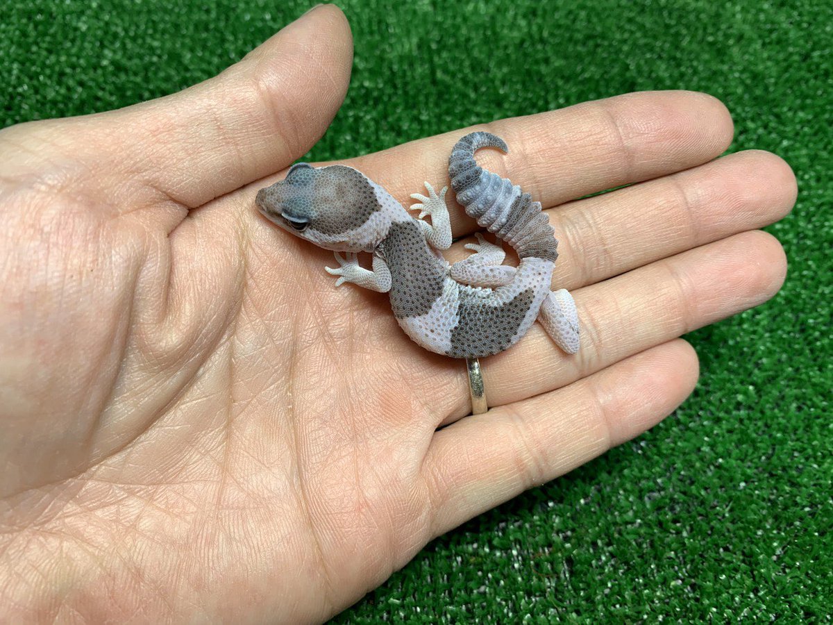 ReptileAloha's tweet photo. ニシアフリカトカゲモドキ
"ホワイトアウトオレオ"

入荷しました！！
#instareptile #instaangmal
#reptile #爬虫類 #exotic #珍獣
#snake #蛇 #lizard #トカゲ
#americanpitbullterrier #ピットブル
#爬虫類ショップ #reptileshop
#reptileshopaloha https://t.co/B9vymdw8m1