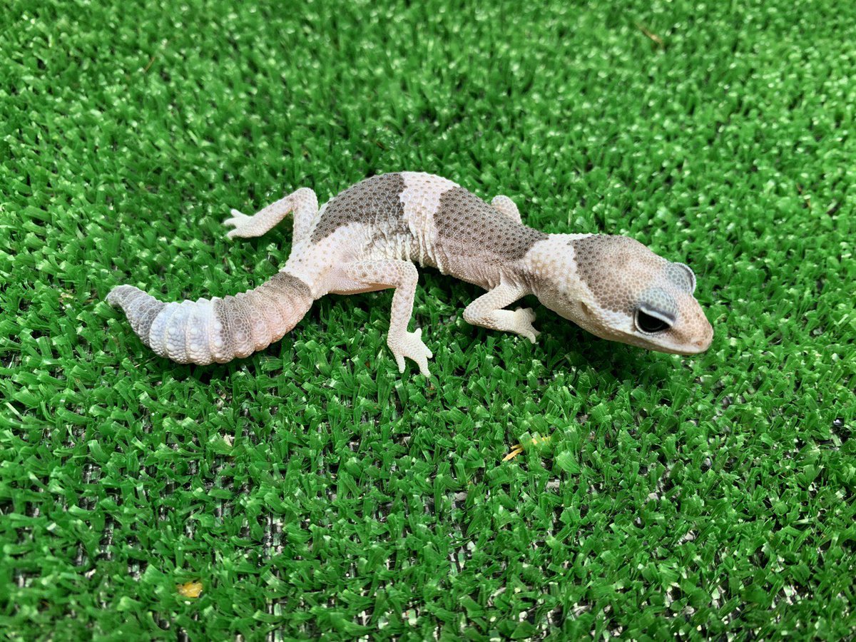 ReptileAloha's tweet photo. ニシアフリカトカゲモドキ
"ホワイトアウトオレオ"

入荷しました！！
#instareptile #instaangmal
#reptile #爬虫類 #exotic #珍獣
#snake #蛇 #lizard #トカゲ
#americanpitbullterrier #ピットブル
#爬虫類ショップ #reptileshop
#reptileshopaloha https://t.co/B9vymdw8m1