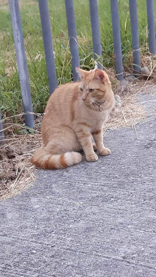 EditieNL's tweet image. Kat overleden door vuurwerk in anus: daders gezocht rtlnieuws.nl/editienl/artik…