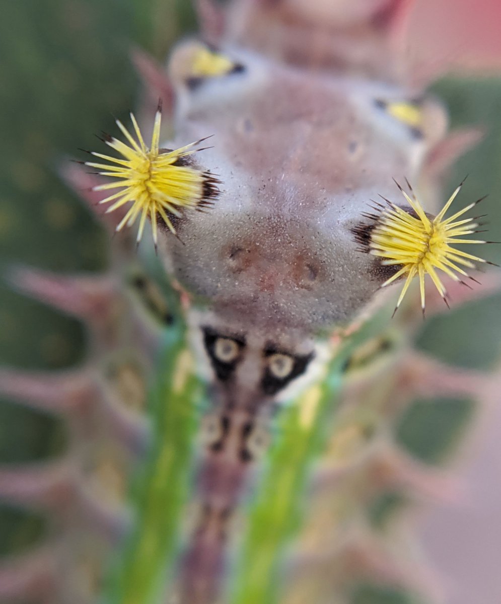 CatMYoung's tweet photo. Brushed up against a cup moth caterpillar today, beautiful but very ouchie! #fieldwork #difficultbirds #painfulinsects https://t.co/f7LNFsOaue