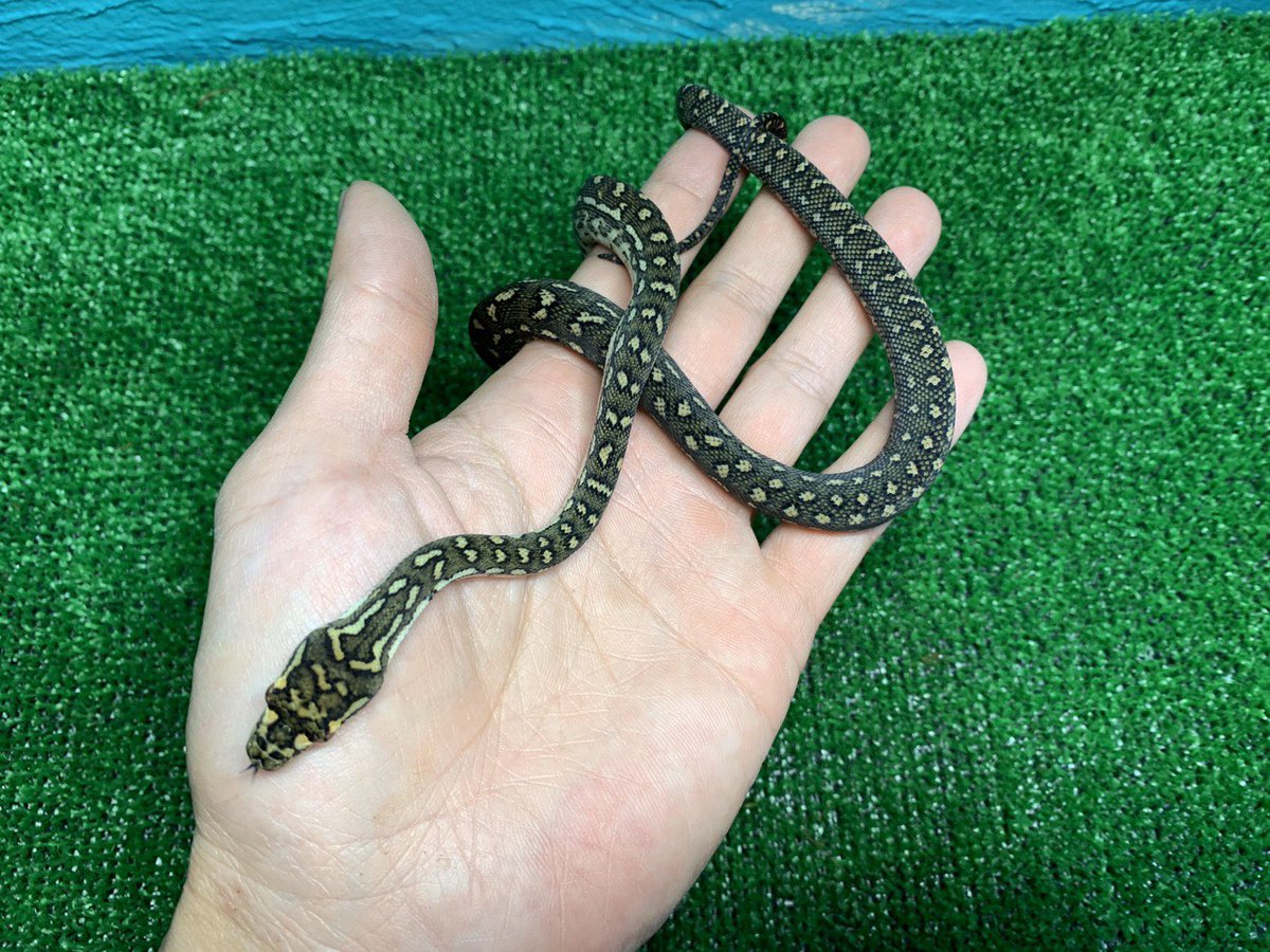 ReptileAloha's tweet photo. "ダイヤモンドパイソン"

入荷しました！！
#instareptile #instaangmal
#reptile #爬虫類 #exotic #珍獣
#snake #蛇 #lizard #トカゲ
#americanpitbullterrier #ピットブル
#爬虫類ショップ #reptileshop
#reptileshopaloha https://t.co/yYjsUsVuWJ