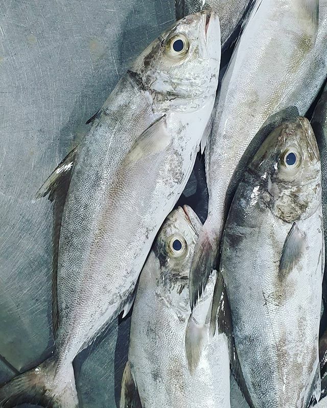 FishTransporter's tweet photo. حمام عربي وسط
2.500 للكيلو
التنظيف 0.300

Call / Whatsapp  اتصل / واتساب
35403474
35403474

توصيل اسماك طازجة لجميع مناطق البحرين بدينار ونصف فقط، توصيل مجاني لجميع الطلبات  ١٠ كيلو+ 
We deliver Fresh Fish to anywhere in Bahrain for 1.5BD only, free deli… https://t.co/BJT3XREMmv https://t.co/AKqh2aXJsF