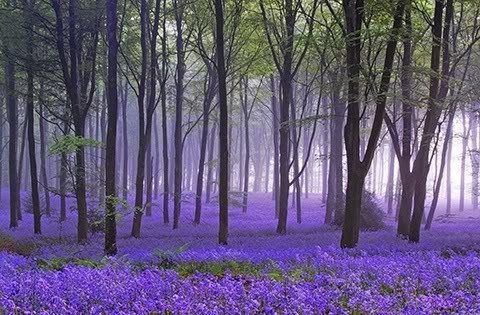 Amazing forest of purple flowers. #photography #photo #PHOTOS #forest #flowers #purple