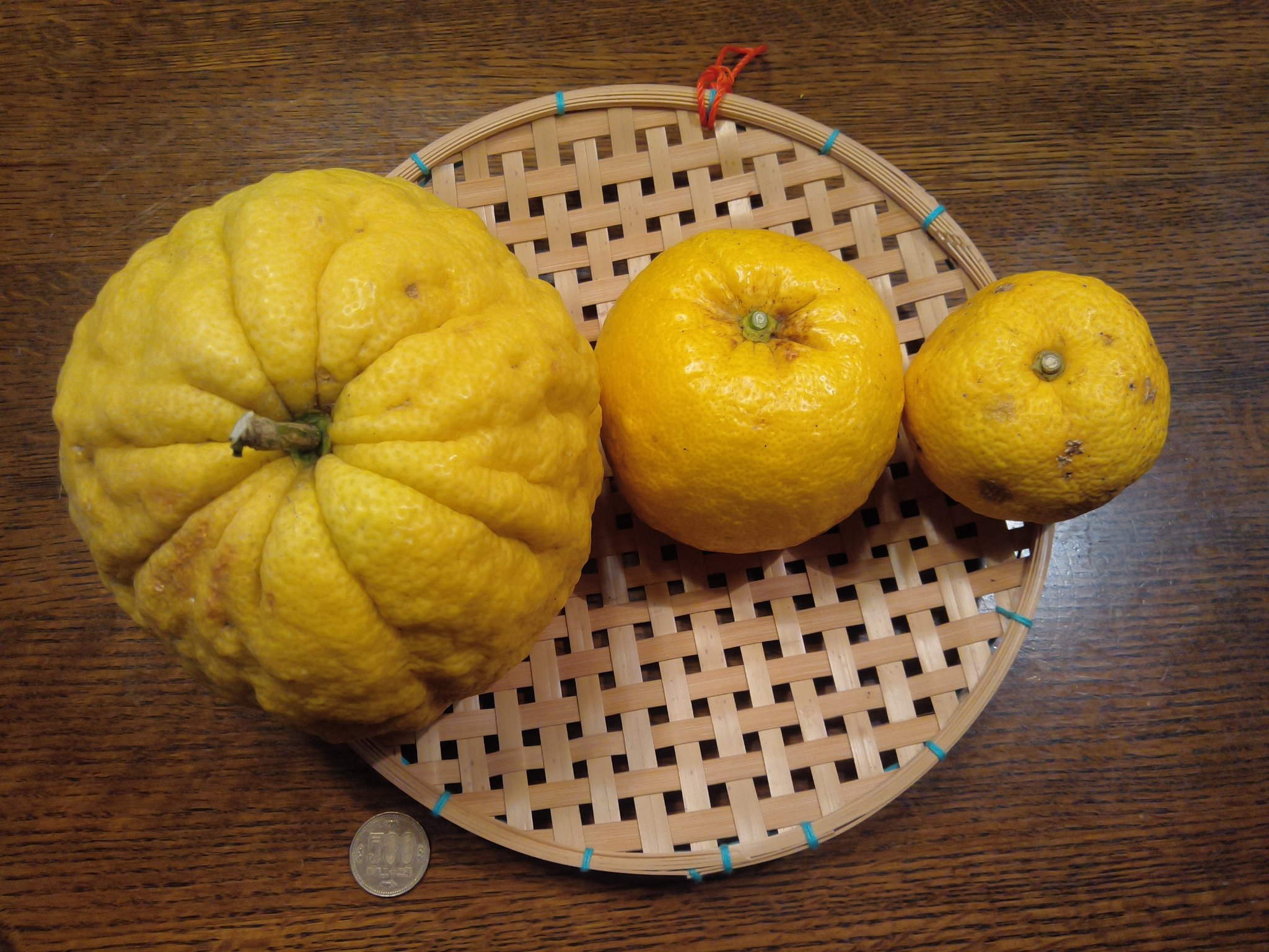 紺 獅子柚子と鬼柚子の違いがイマイチわからない ぼこぼこしているのが 獅子柚子 で ただ大きいのが 鬼柚子 かな 獅子柚子 鬼柚子 T Co Waeynrl1da Twitter