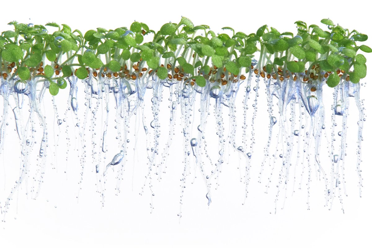 SjonHartman's tweet photo. Another beautiful image featured in my PhD dissertation, made by @HartmanI showing vertically (in vitro) grown Arabidopsis seedlings, submerged in water. Within minutes we observed these gas bubbles forming on the plants, illustrating the impaired gas diffusion underwater. https://t.co/l9sWtkPJbE