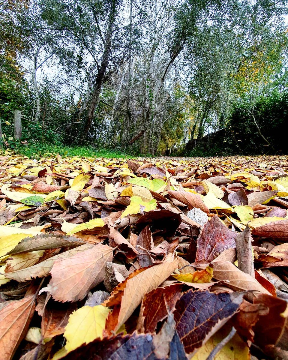 turismemalgrat's tweet image. La tardor al Delta de la Tordera🍂
.
El otoño en el Delta de la Tordera🍂
.
The autumn at the Delta de la Tordera🍂
.
📷 @josepcoal
.
#MalgratFan #MalgratdeMar #MalgratTestima #MalgratTurisme #barcelonaesmuchomas #bcnmoltmes #CatalunyaExperience #CostaBarcelona #somcatalunya