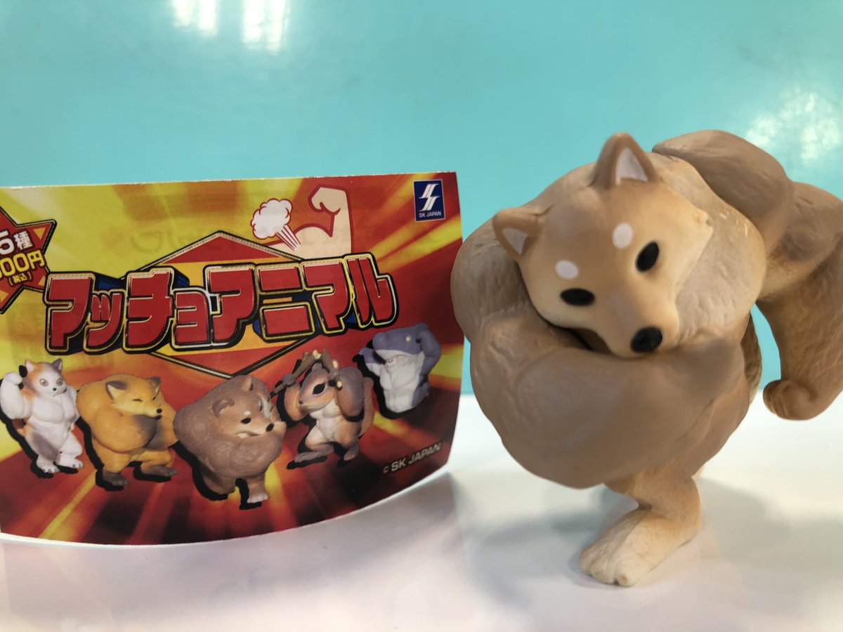 マッチョ犬 マッチョ犬