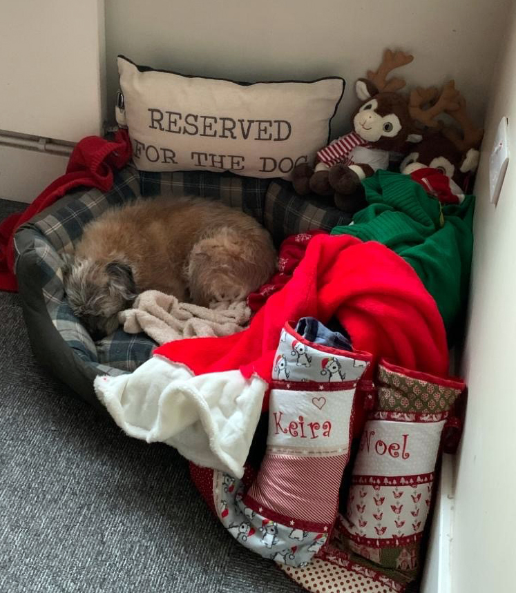 ProfNoelFitz's tweet photo. “Do not disturb until December 25th” https://t.co/CknTFznP0u
