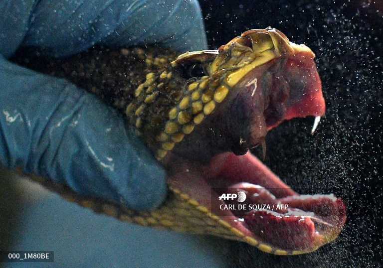 Brazil milks deadly snakes for their life-saving venom #AFP 
u.afp.com/JyUE
📸 <a href="/CarldeSouza1/">Carl de Souza</a>