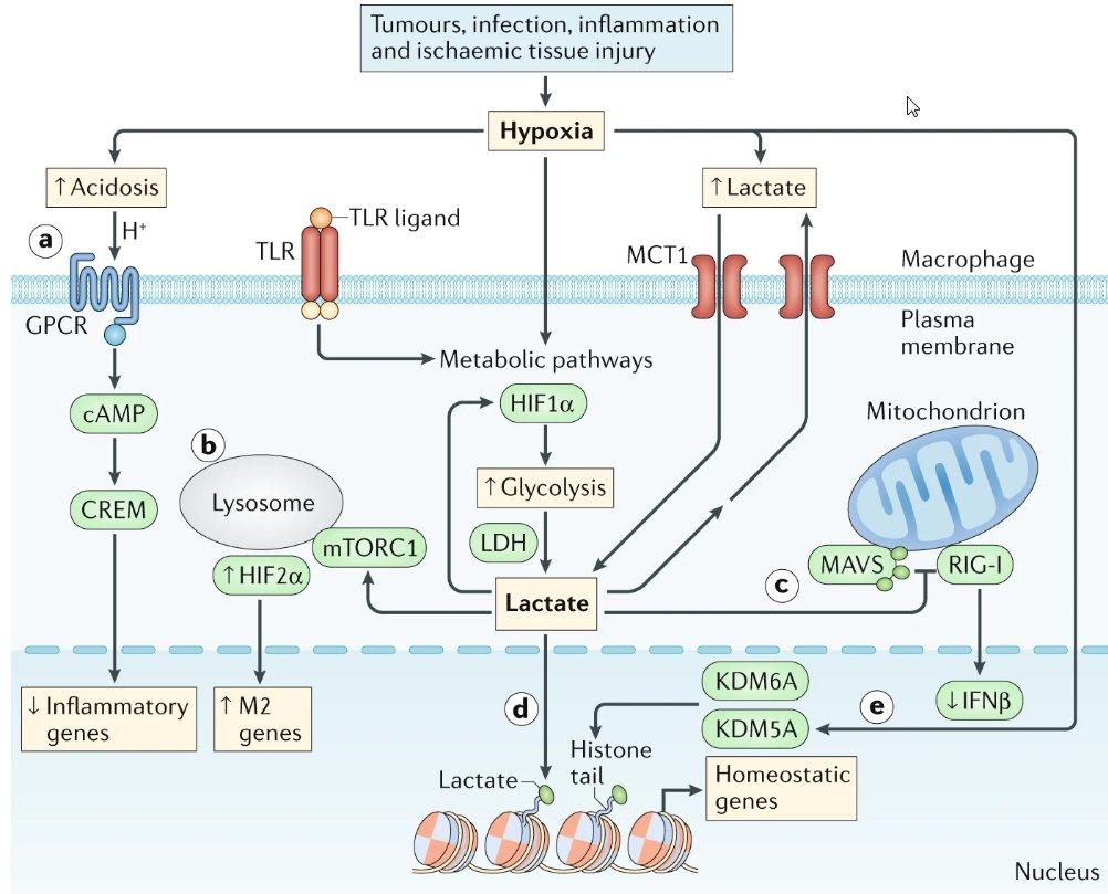 Nature Rev Immunol (@natrevimmunol) on Twitter photo Another Year in Review to add to our series covering the hottest developments in immunology in 2019. This one is from Lionel Ivashkiv on the hypoxia-lactate axis in inflammation
<a href="/ivashkivlab/">Ivashkivlab_HSS</a>
go.nature.com/2Pt3sD2 Another Year in Review to add to our series covering the hottest developments in immunology in 2019. This one is from Lionel Ivashkiv on the hypoxia-lactate axis in inflammation
<a href="/ivashkivlab/">Ivashkivlab_HSS</a>
go.nature.com/2Pt3sD2