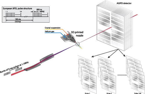 EuropeanXFEL's tweet photo. #XFELscience💫Yefanov et al. "Evaluation of serial crystallographic structure determination within megahertz pulse trains" @AIP_Publishing. Use of high pulse rep rate @EuropeanXFEL does not lead to data quality degradation or artificial structural changes. https://t.co/zG0ml3CHhO https://t.co/5D1AbzWb7q
