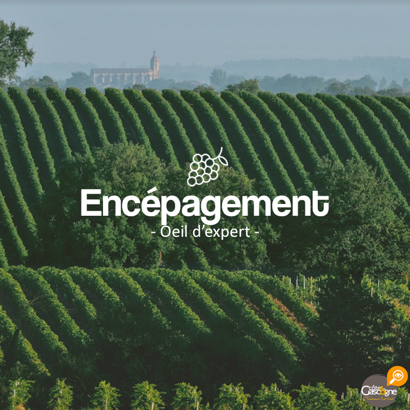 #OeilExpert
L'encépagement est la surface en hectares d'un cépage qui compose un vignoble.
Exemple : en Côtes de Gascogne, le Colombard représente 50% de l’encépagement total du vignoble !