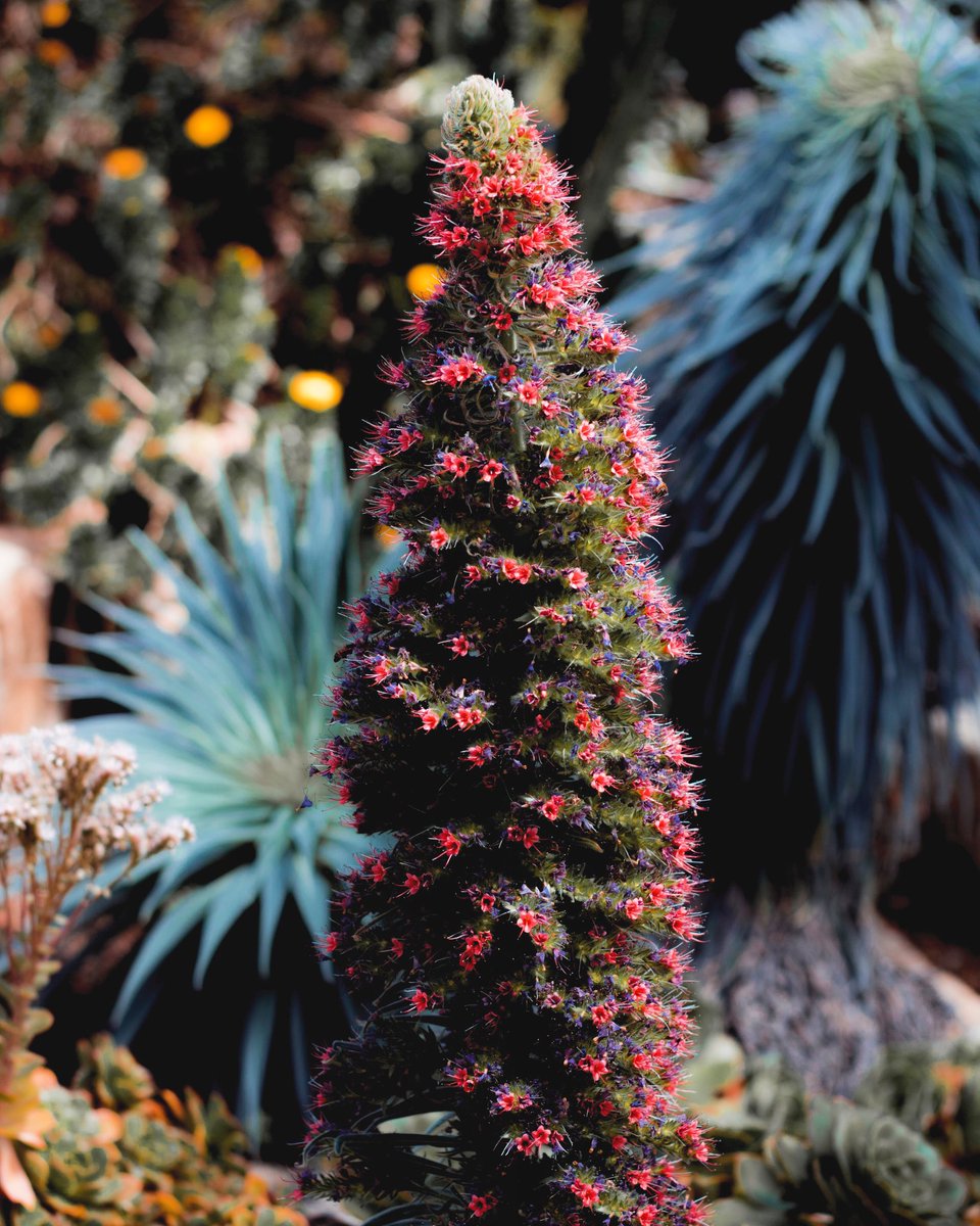 Did you choose a natural options for #christmasdecor? This beautiful plant remind us of a Christmas tree 🎄