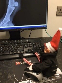 Trying to find the mistle-toe 🎄 #elfontheshelf #christmas #naughty #nice #santashelper #lambournequinevets #elf