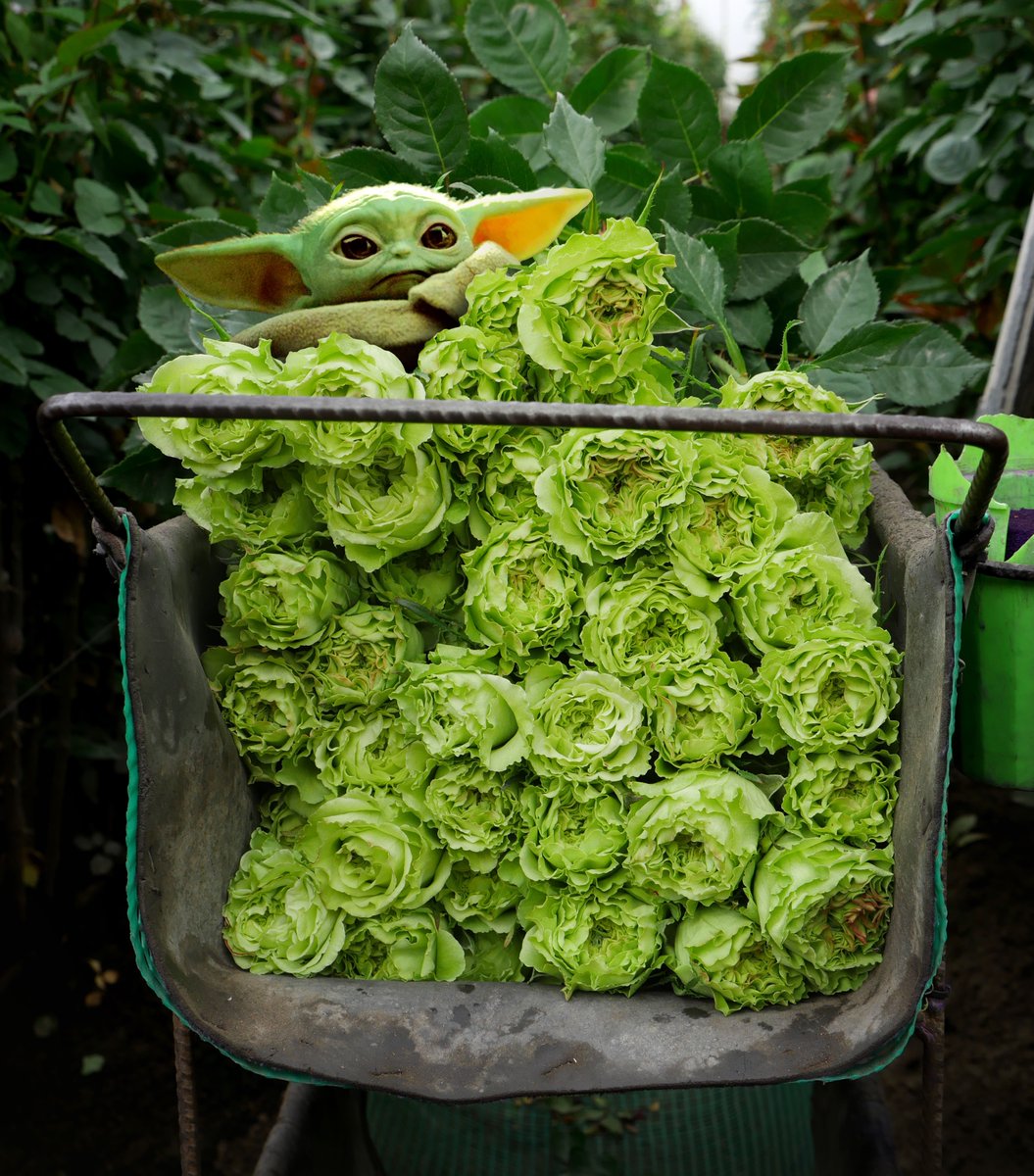 Jet Fresh Flowers tweet media