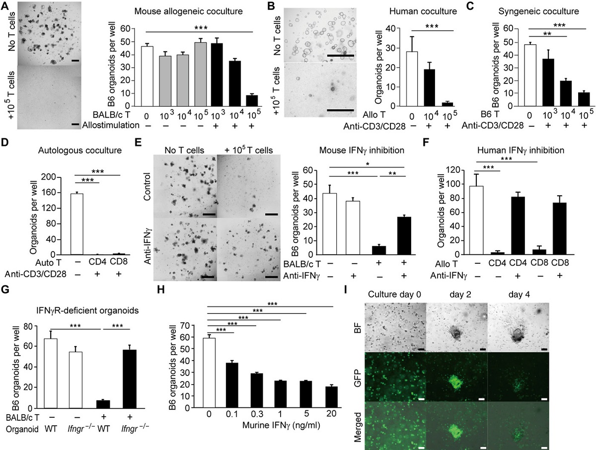 organoidscience's tweet image. Using human intestinal #organoids, Dr. @AlanHanash's lab found that intestinal stem cells can be directly targeted by T cell-derived cytotoxic cytokine signaling. @SciImmunology bit.ly/2DQ5szY