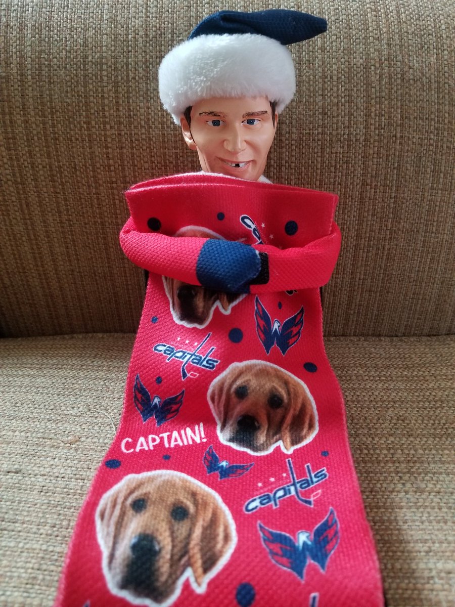 JustCapsTweets's tweet photo. Ovi has discovered my new @CapsPup socks, and I don't think he's ever giving them back! ☺️ #ALLCAPS #CapsPup #Ovi #Gr8 #MerryCapsmas #CappyHolidays #OviTheElf #TwoCaptains https://t.co/lDmwriLb9E