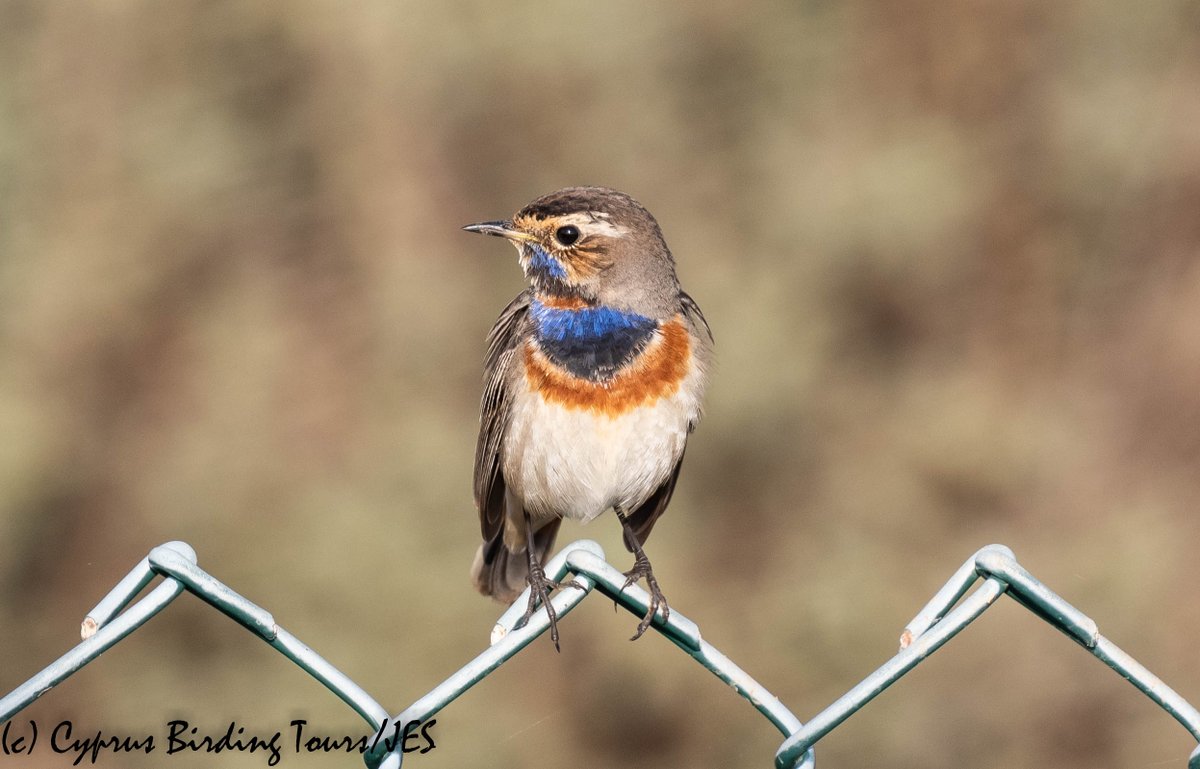 This Bluethroat was in front of the hide at Larnaca Sewage Works this morning and distracting me while I was doing the monthly waterbird count #cyprusbirds