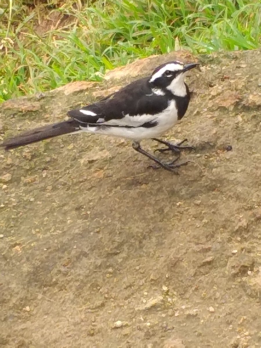 A resident African pied wagtail walking on the ground constantly bobbing its tail. It is one of the fifty bird species recently identified in my homestead at Kapkurmeny, Nandi.