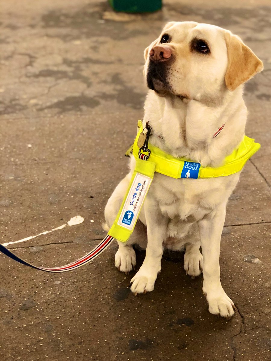 How can you resist these beautiful puppy eyes? 

As tempting as it may be to pet a Guide Dog, remember we’re responsible for guiding someone that cannot see. We should never be distracted from our duty. So please just smile back or give us a 😉

Have a fab day 😘 
#TheKikaEffect