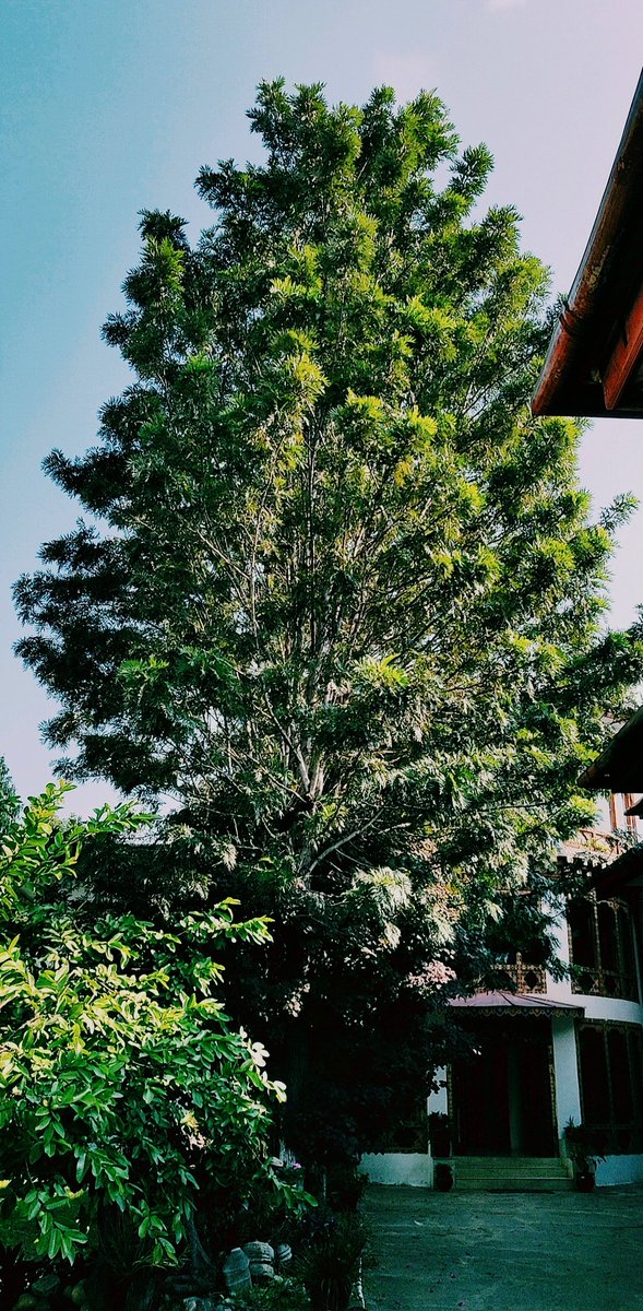 maitree_nagda's tweet photo. The true meaning of life is to plant trees under whose shade you do not expect to sit

#theopendiaries #EveryTreeCounts https://t.co/kTnEIOsX2k