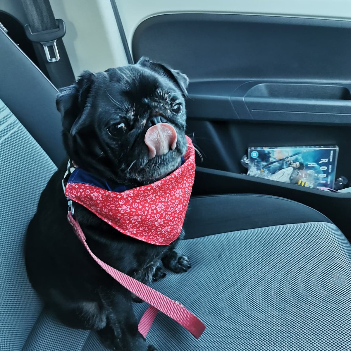 Missing this little guy and it's only been less than a week 😔