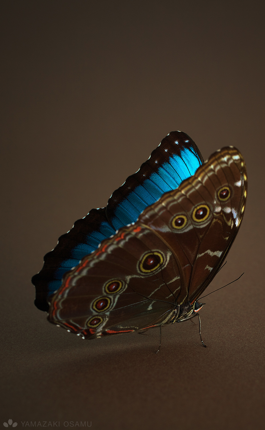 山﨑理 ヤフオク出品中 モルフォはジャノメチョウに近い種類で このペレイデスモルフォ も裏は美しい蛇の目模様が描かれています ちょっと妖艶な雰囲気ですよね 青い金属光沢との対比はモルフォの一番好きなところです ピンを使わないチョウの標本