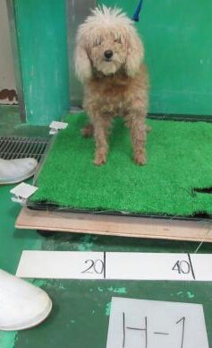 MickyYamaguchi's tweet photo. #沖縄県収容犬　#飼主情報拡散　⬅並行して里親募集❣　よろしくお願い致します❣
記号2019.12.10_H-1　収容〜期限2019年12月10日〜18日　場所：今帰仁村字仲宗根　毛色：茶白　性別：メス　体格：小　推定年齢：10歳　首輪：水色　備考：Bw:2.8kg／短尾 https://t.co/Q4zSXX7jpK