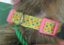 MickyYamaguchi's tweet photo. #沖縄県収容犬　#飼主情報拡散　⬅並行して里親募集❣　よろしくお願い致します❣
記号2019.12.10_H-3　収容〜期限2019年12月10日〜18日　場所：今帰仁村字諸志　毛色：茶黒白　性別：メス　体格：中　推定年齢：3歳　首輪：黄（星模様）備考：Bw:10.4kg／中毛 https://t.co/jswm2g19G4