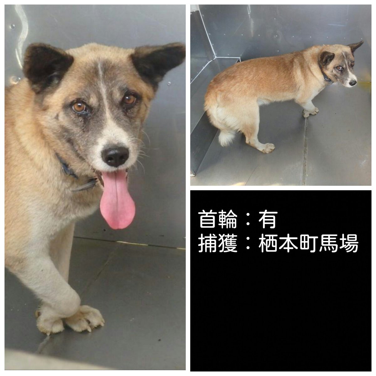 MickyYamaguchi's tweet photo. #熊本県迷い犬　#飼主情報拡散　⬅並行して里親募集❣　お願い致します❣
収容日2019年12月9日　掲載日：2019年12月10日　№：AM00088
種類：雑種(ミックス)　毛色：茶色系　　性別：雄　年齢：6歳～10歳　首輪：有　
連絡先→天草保健所受付時間8:30~17:00
所在地→天草市今町3530☎0969-23-0172 https://t.co/V2Lds8jf6u